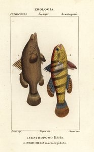 سمك الفرخ النيلي ، وسمك Lates niloticus ، والسمك النائم أو gudgeon ، Ophiocara macrolepidota بواسطة كاريني كاريني