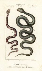 الكوبرا ذات العنق الدائري ، Hemachatus haemachatus 1 ، و Martinique lancehead ، Bothrops lanceolatus 2 بواسطة كاريني كاريني