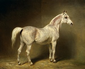`` بياتريس &39;&39; ، السرج العربي الأبيض من هيلموت جراف فون مولتك ، 1855
