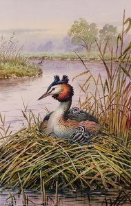 Grebes متوج العظمى بواسطة كارل دونر