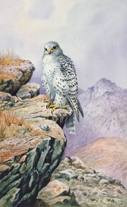 Gyrfalcon بواسطة كارل دونر