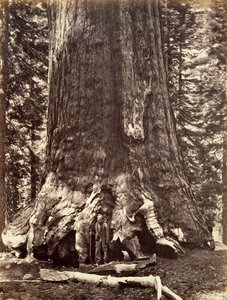 قاعدة شجرة Grizzly Giant ، Giant Sequoia ، يوسمايت ، كاليفورنيا ، 1868 بواسطة كارلتون إيمونز واتكينز