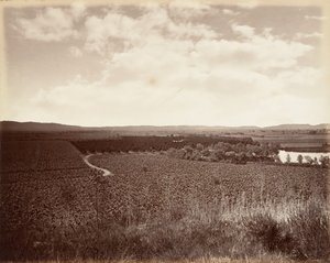 بحيرة فينيارد وأورانج جروف ، لوس أنجلوس ، 1876 ، طبعت كاليفورنيا. 1876. بواسطة كارلتون إيمونز واتكينز