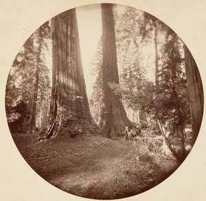 دومينيوم القديمة وحانة العم توم. كالافيراس غروف ، كاليفورنيا. 1878. بواسطة كارلتون إيمونز واتكينز