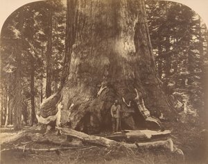 قسم من Grisly Giant ، ماريبوسا جروف ، 1861.