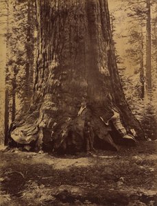 قسم من Grizzly Giant مع جالين كلارك ، ماريبوسا جروف ، يوسمايت ، 1865-66. بواسطة كارلتون إيمونز واتكينز