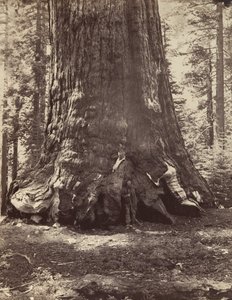 قسم من Grizzly Giant مع Galen Clark ، Mariposa Grove ، Yosemite ، 1865-66 ، مطبوع ca. 1876. بواسطة كارلتون إيمونز واتكينز