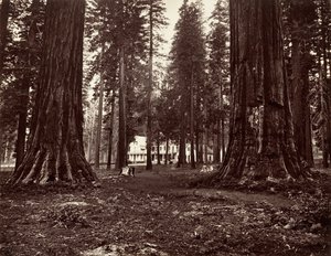الفندق من Mammoth Grove ، كاليفورنيا. 1872 ، طبع كاليفورنيا. 1876. بواسطة كارلتون إيمونز واتكينز