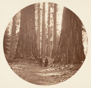 النعم الثلاث التي شوهدت من خلال براينت وسيوارد كالافيراس غروف ، كاليفورنيا. 1878. بواسطة كارلتون إيمونز واتكينز