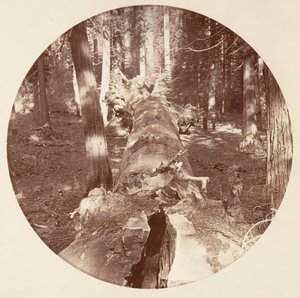[منتزه يوسمايت الوطني ، كاليفورنيا] ، كاليفورنيا. 1878. بواسطة كارلتون إيمونز واتكينز