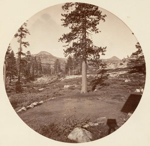 [منتزه يوسمايت الوطني ، كاليفورنيا] ، كاليفورنيا. 1878. بواسطة كارلتون إيمونز واتكينز
