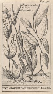ثلاثة أنواع من البرك Potamogeiton Herba Fontalis / الأنواع الجافة من Fountain-herb (العنوان على الكائن) بواسطة جان كلايس تن هورن