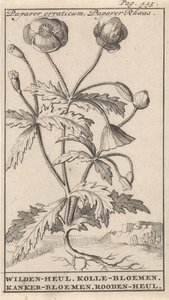 شقائق النعمان Papaver Erraticum ، Papaver Rhoeas / Wilden-Hul. زهور كولي. زهور السرطان. رودين-هول (العنوان على الكائن)