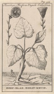 حشيشة السعال مع عشب السعال Tussilago ، Farfara ، Ungula Caballina / Hoof Leaf ، Cough Herb (العنوان على الكائن) بواسطة جان كلايس تن هورن