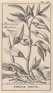 عشب الخوخ Persicaria Maculosa / Peach Herb (العنوان على الكائن) بواسطة جان كلايس تن هورن