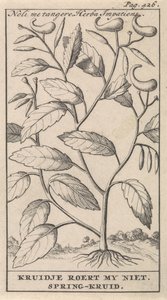 عشب الربيع Noli me tangere ، لا تحركني Herba Impatiens / Kruidje. عشب الربيع (العنوان على الكائن) بواسطة جان كلايس تن هورن