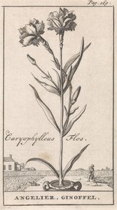 صفحة العنوان وثماني مطبوعات بالورود أنجيلير Caryophylleus Flos / Angelier. جينوفيل (العنوان على الكائن) بواسطة جان كلايس تن هورن