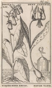 صفحة العنوان وثماني مطبوعات بالورود الثعلب القفاز وسنان الكلب الديجيتال. أوكار Caninus / Finger-hat Herb. سن الكلب (العنوان على الكائن)