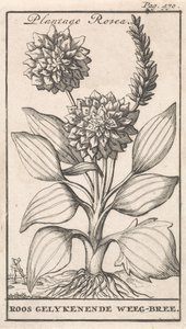 صفحة العنوان وثماني مطبوعات بالورود ويغبري Plantago Rosea / Roos gelykenende Weeg-bree (العنوان على الكائن) بواسطة جان كلايس تن هورن