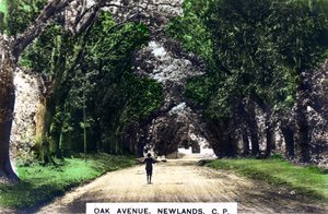 أوك أفينيو ، نيولاندز ، جوهانسبرغ ، جوتنج ، جنوب أفريقيا ، ج 1920. بواسطة Cavenders Ltd