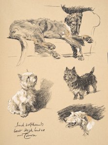 الأيرلندية Wolfhound ، West Highlander and Cairn ، 1930 ، رسوم توضيحية من كتابه التخطيطي المستخدم لـ "فقط بين الأصدقاء" ، Aldin ، Cecil Charles Windsor (1870-1935) ، تم نشره لاحقًا بواسطة Eyre and Spottiswoode L بواسطة سيسيل تشارلز وندسور الدين