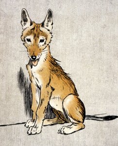 ابن آوى الصغير، ج.1900 (نقش) بواسطة سيسيل تشارلز وندسور الدين