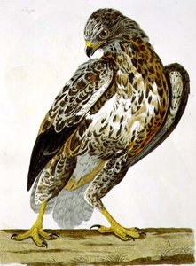 لوحة Buzzard (Buteo buteo) من "علم الحيوان البريطاني ، الفئة الثانية: الطيور" ، نقشها بيتر مازيل (من 1761 إلى 1797) 1766 (نقش) بواسطة تشارلز (بعد) كولينز