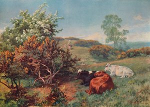 المناظر الطبيعية مع الماشية في الزور ، دوركينج ، c1899 بواسطة تشارلز كولينز
