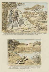 الرياضة في جنوب إفريقيا (chromolitho)