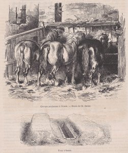 خيول بيرشيرون في الإسطبل ، حفرة الروث ، من ماجاسين بيتوريسك ، كاليفورنيا. 1852. ، كاليفورنيا. 1852. بواسطة تشارلز إميل جاك