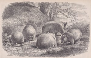 الومبات ، من Le Magasin Pittoresque ، كاليفورنيا. 1852. بواسطة تشارلز إميل جاك