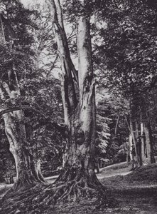 A Glade in Knole Park (صورة b / w) بواسطة تشارلز إسينهيج كورك