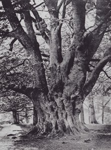 King Beech ، Knole Park (صورة b / w) بواسطة تشارلز إسينهيج كورك