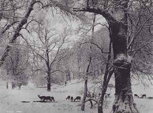 نول بارك (صورة b / w) بواسطة تشارلز إسينهيج كورك