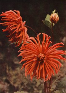 The Cactus Dahlia "Brisbane" (صورة ملونة) بواسطة تشارلز إسينهيج كورك