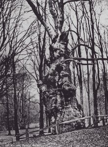 البلوط القديم ، Knole Park (صورة b / w) بواسطة تشارلز إسينهيج كورك