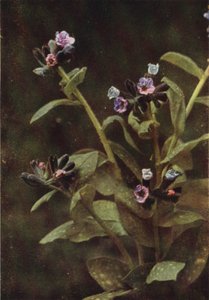 الزهور البرية: Lungwort (صورة ملونة) بواسطة تشارلز إسينهيج كورك