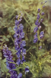 الزهور البرية: Monkshood (صورة ملونة) بواسطة تشارلز إسينهيج كورك
