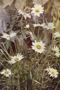 الزهور البرية: Ox-Eye Daisy (صورة ملونة) بواسطة تشارلز إسينهيج كورك