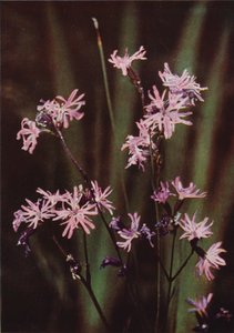 الزهور البرية: Ragged Robin (صورة ملونة) بواسطة تشارلز إسينهيج كورك