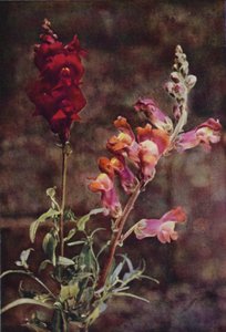 الزهور البرية: Snapdragon (صورة ملونة) بواسطة تشارلز إسينهيج كورك