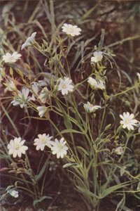الزهور البرية: Stitchwort (صورة ملونة) بواسطة تشارلز إسينهيج كورك
