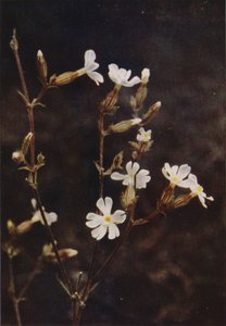 الزهور البرية: White Campion (صورة ملونة) بواسطة تشارلز إسينهيج كورك