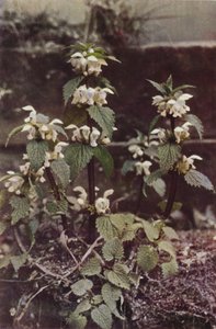 الزهور البرية: White Deadnettle (صورة ملونة) بواسطة تشارلز إسينهيج كورك