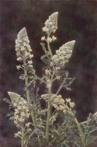 الزهور البرية: Wild Mignonette (صورة ملونة) بواسطة تشارلز إسينهيج كورك