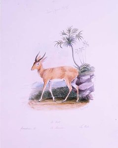 كوب لجيمس إدوين إدوارد داوي ، من المجلد "The Ruminantia". الثاني (ألوان مائية) بواسطة تشارلز هاميلتون (بعد) سميث