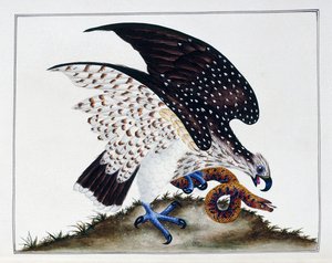 الطيور الجارحة مع الأفعى ، 1808-21 بواسطة تشارلز هايز