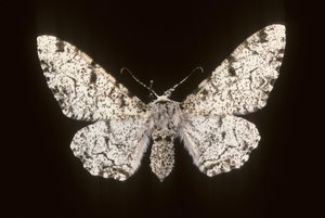 Betularia biston / بيرش فالين بواسطة تشارلز هنري جوزيف ليكيرت