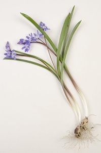 لوح نباتي / Chionodoxa forbesii / Chionodoxa luciliae / مجد الثلج بواسطة تشارلز هنري جوزيف ليكيرت