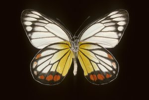 Delias hyparete / ذكر بواسطة تشارلز هنري جوزيف ليكيرت
